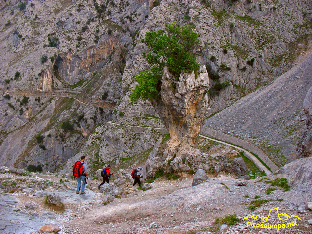 Foto: La ruta del rio Cares, Picos de Europa.