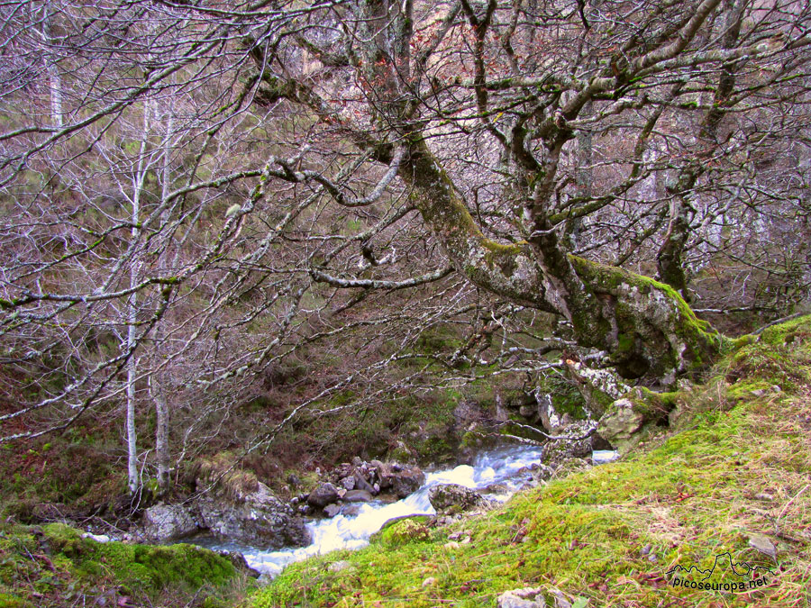 Valle del rio Requejada, Cucayo, La Liebana, Cantabria