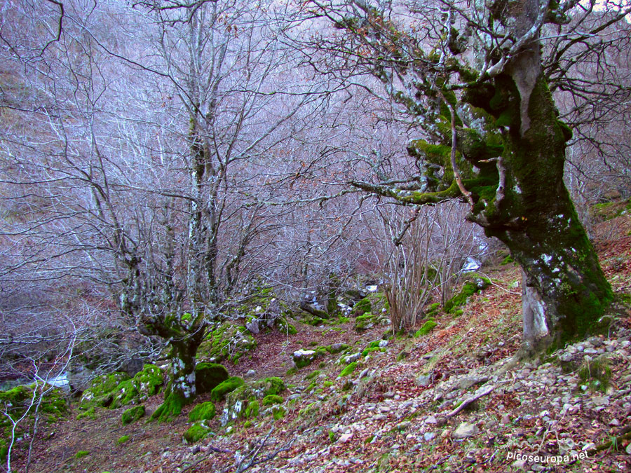 Valle del rio Requejada, Cucayo, La Liebana, Cantabria