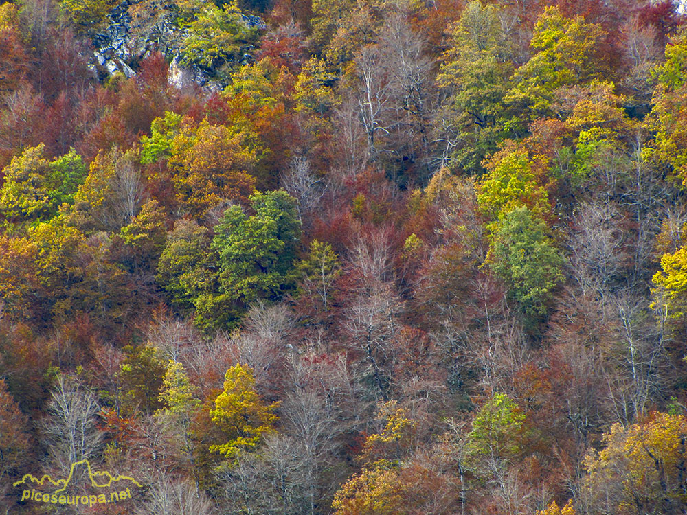 Bosque alrededor de Mogrovejo, La Liebana, Cantabria, Picos de Europa, España