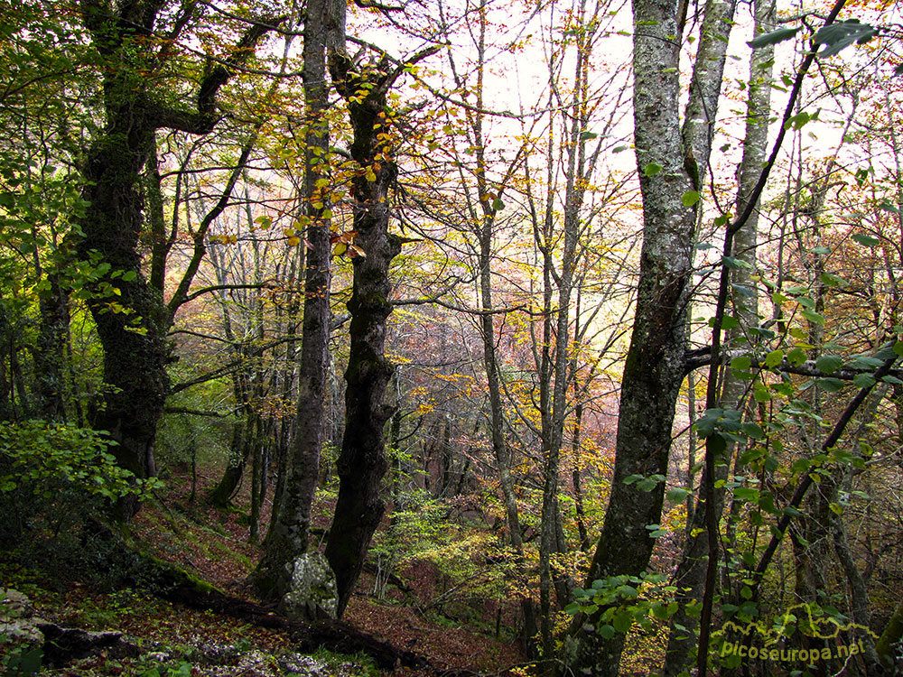 Bosques del entorno de Mogrovejo, La Liebana, Cantabria, Picos de Europa