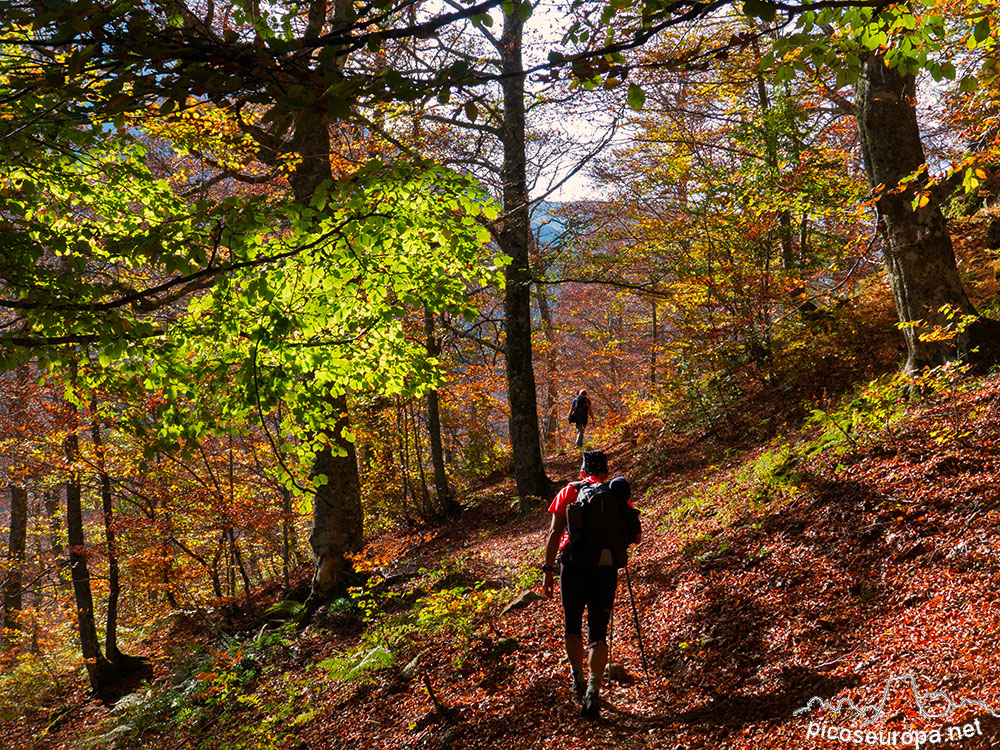 Foto: Otoño en el bosque de Fabucado entre la Vega de La Ablanosa y la Vega Pociello. Parque Natural de Redes, Asturias
