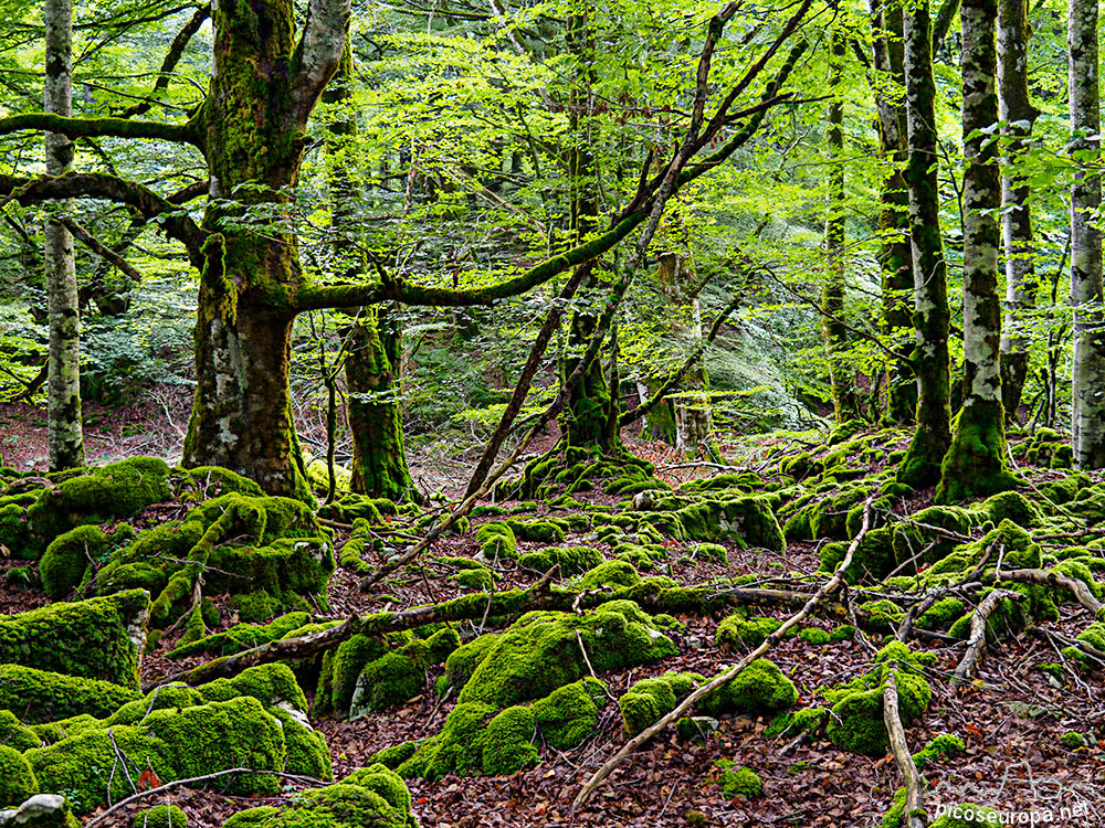Hay bosques encantados, llenos de magia. Uno de ellos es la Sierra de Urbasa en Navarra.