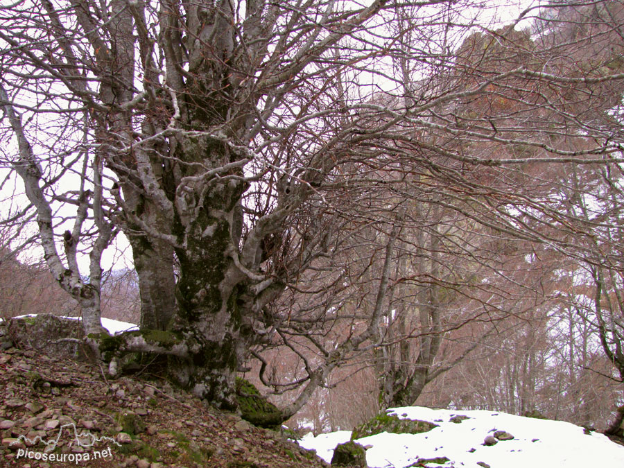 Valle del rio Requejada, Cucayo, La Liebana, Cantabria