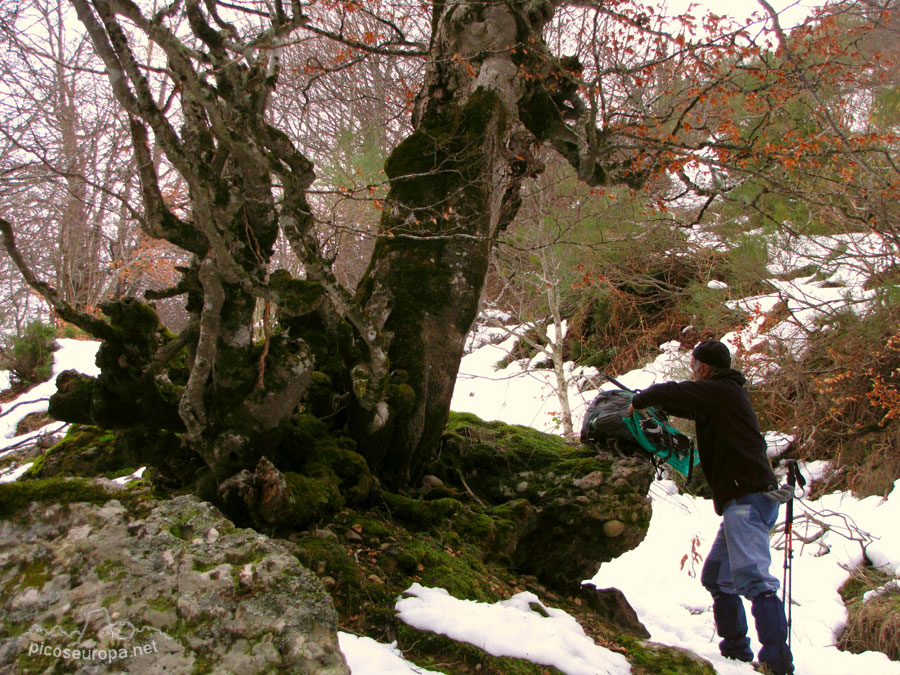 Valle del rio Requejada, Cucayo, La Liebana, Cantabria