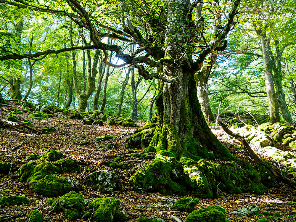 Foto: Monte y bosque Siskino, Macizo del Gorbeia, Pais Vasco