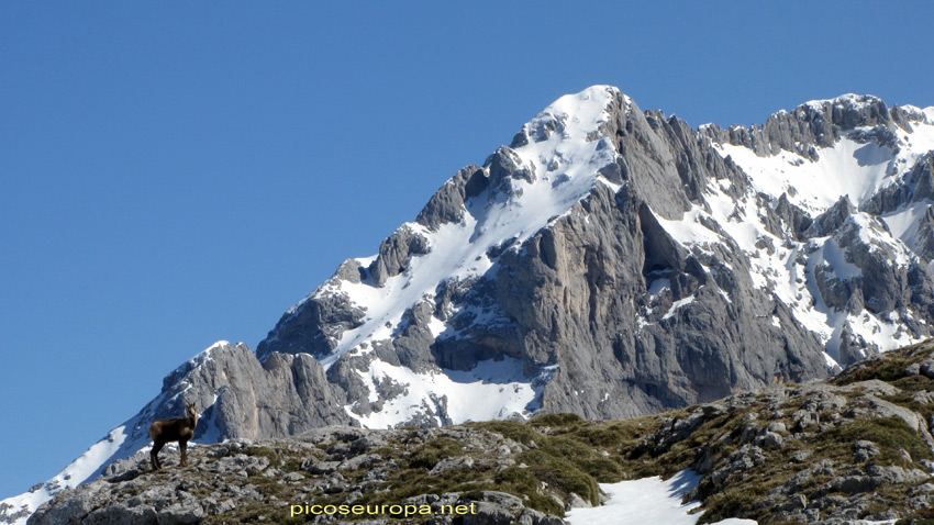 Macizo Central de Picos de Europa desde la Vega de Ario, Parque Nacional de Picos de Europa, Asturias