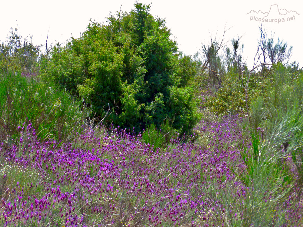 La flor de lavanda o espliego cubre de azul el suelo, el verde lo ponen el brezo (arbustos) y el enebro (arboles)