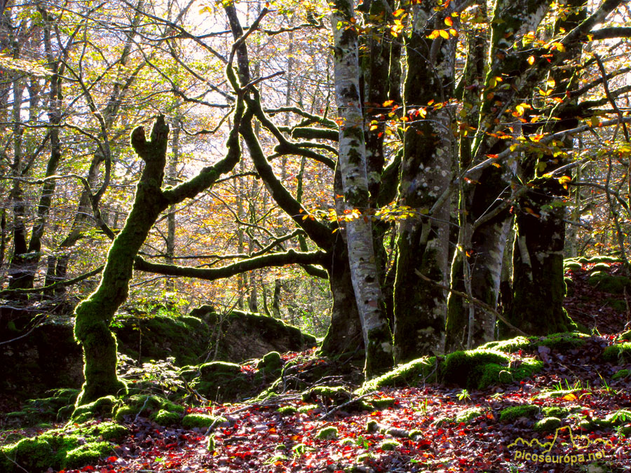 Parque Natural de Urbasa y Andia, Navarra